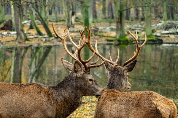 秋天森林中的鹿群景观 — 图库照片