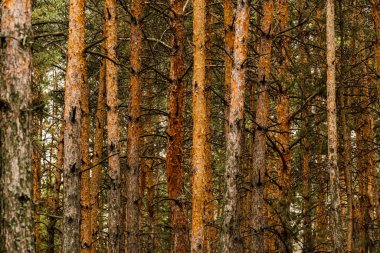 Ormanda çam ağaçları olan manzaralar.