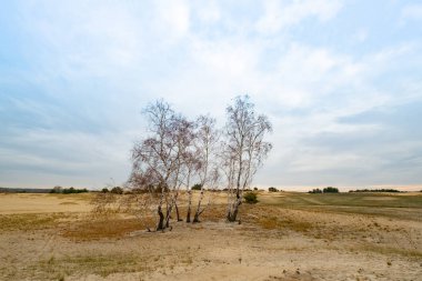 Ukrayna 'da çöl manzarası 