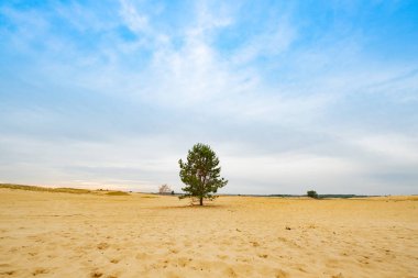 Ukrayna 'da çöl manzarası 