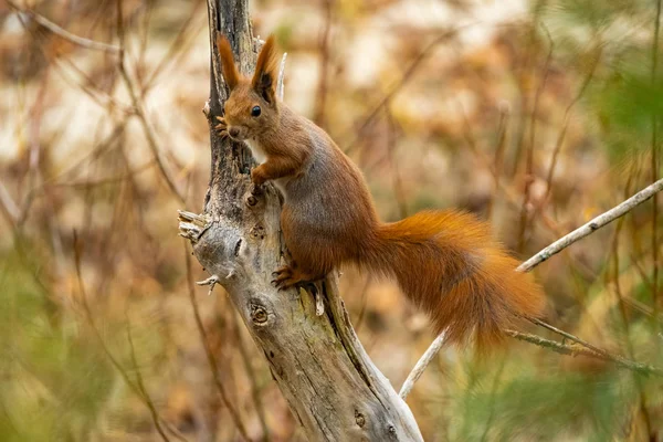 나뭇가지에 다람쥐의 사진을 가까이 — 스톡 사진