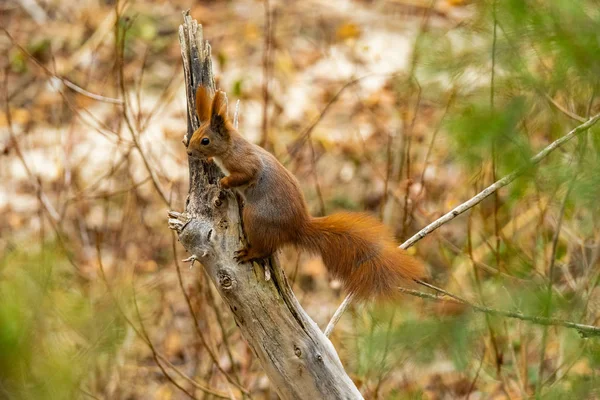Nahaufnahme Bild Von Eichhörnchen Auf Einem Ast — Stockfoto