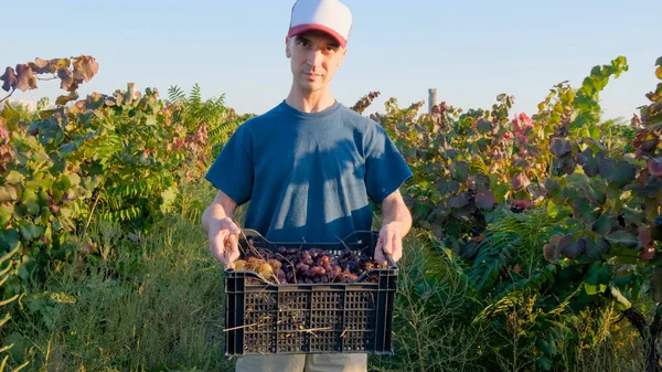 Joven Agricultor Masculino Trabaja Viñedo Soleado Día Verano —  Fotos de Stock