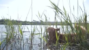 Cute corgi dog play in the river, dog in water, sunny summer day