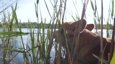 Cute corgi dog play in the river, dog in water, sunny summer day