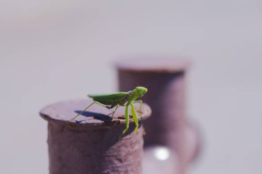 Büyük yeşil peygamber devesinin makro resmi 