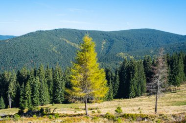 Sonbahar zamanı güneşli orman karınca dağları 