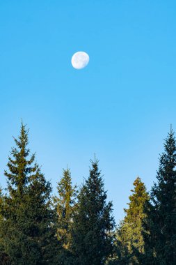 Büyük ay, çamlar ve mavi gökyüzü ile manzara