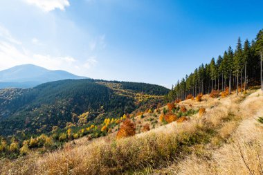 Sonbahar zamanı güneşli orman karınca dağları 