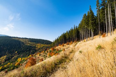 Sonbahar zamanı güneşli orman karınca dağları 