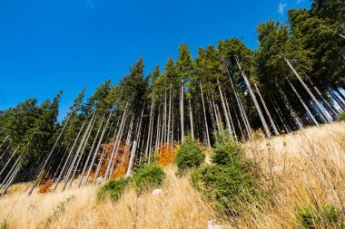 Sonbahar zamanı güneşli orman karınca dağları 