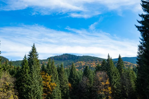 Schöne Sonnige Waldameisenberge Herbst — Stockfoto