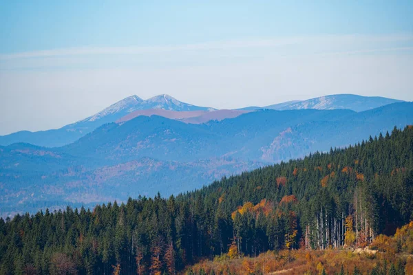 Schöne Sonnige Waldameisenberge Herbst — Stockfoto