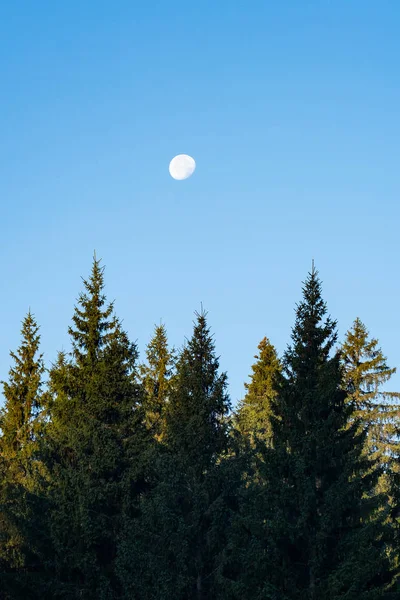 Landscape with  big moon and pines and blue sky