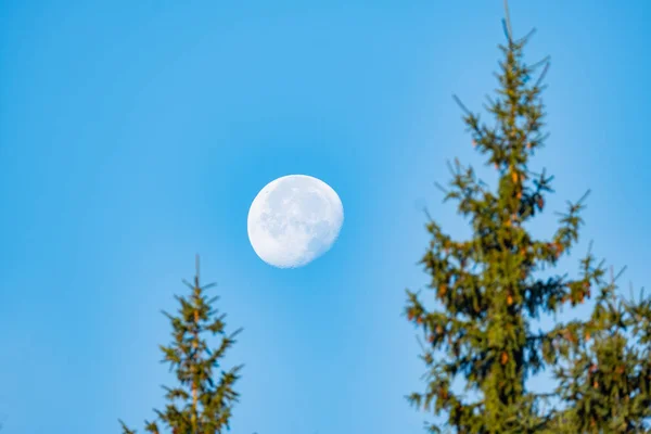 Landscape with  big moon and pines and blue sky