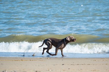 Yaz günü sahilde Weimaraner köpeği.