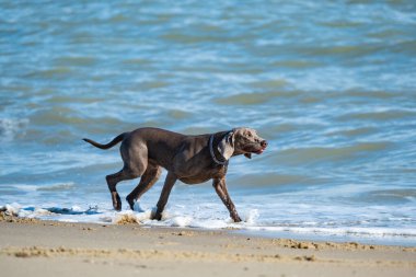 Yaz günü sahilde Weimaraner köpeği.