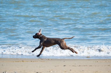 Yaz günü sahilde Weimaraner köpeği.