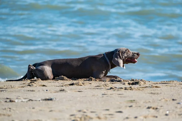 Weimaraner dog on the sea beach in summer day
