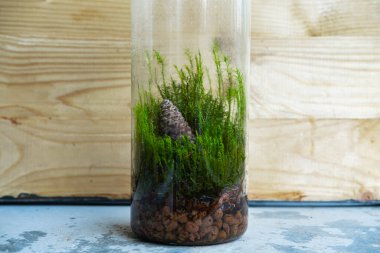 Yeşil orman yosunu ve küçük bitkilerle dolu bir bardağın içindeki floraryum.