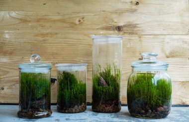 Yeşil orman yosunu ve küçük bitkilerle dolu bir bardağın içindeki floraryum.