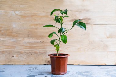 Genç mandarin ağacı tencerede. 