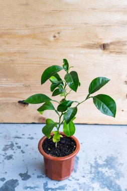 Genç mandarin ağacı tencerede. 