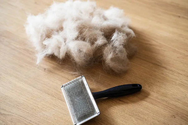 Dog Comb Brush Dog Hair — Stock Photo, Image