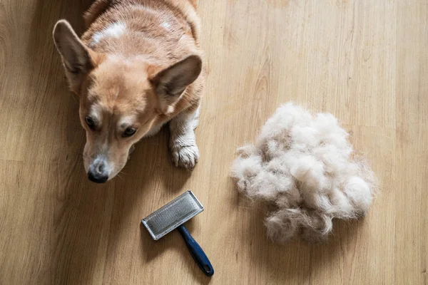 Dog comb and brush for dog hair