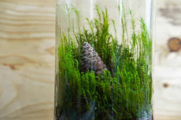 Florarium Intérieur Verre Avec Mousse Forêt Verte Petites Plantes — Photo