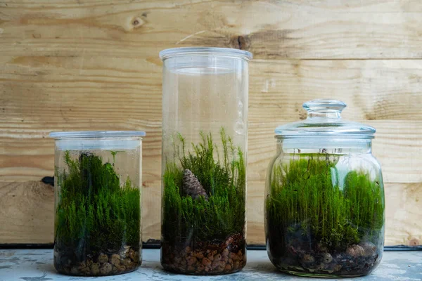 Yeşil orman yosunu ve küçük bitkilerle dolu bir bardağın içindeki floraryum.