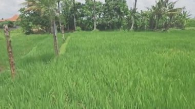 pirinç tarlaları Bali hava görünümünü