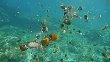 Güzel bir mercan resif sualtı görüntüleri  