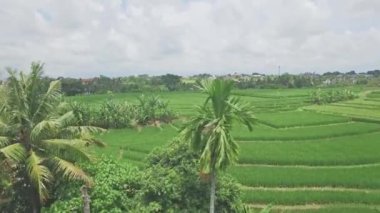pirinç tarlaları Bali hava görünümünü