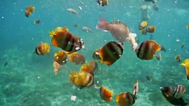 Güzel bir mercan resif sualtı görüntüleri  