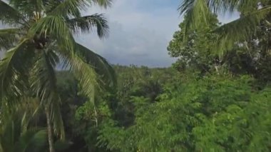 bir ormanın Bali havadan görünümü