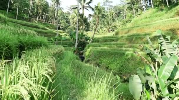 Belos campos de arroz na Indonésia — Vídeo de Stock