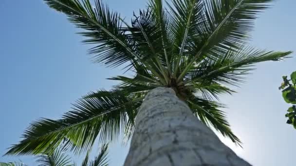 Palmen auf Ferienanlage in Indonesien — Stockvideo