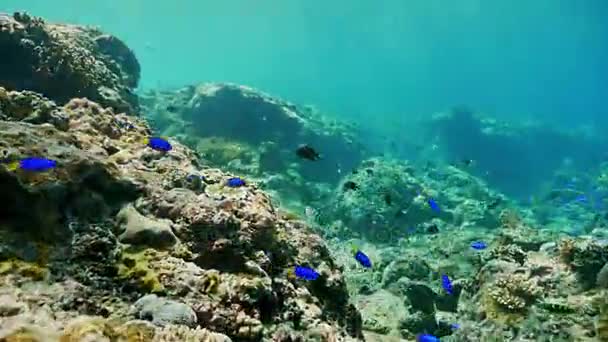 Imágenes submarinas de un hermoso arrecife de coral — Vídeos de Stock