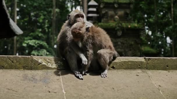 Monkeys in the Forest on Bali — Stock Video