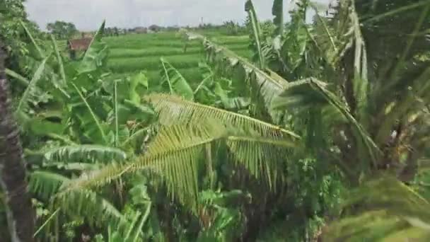 Воздушный вид рисовых полей на Бали — стоковое видео