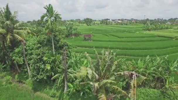 Luchtfoto van een rijstvelden op Bali — Stockvideo