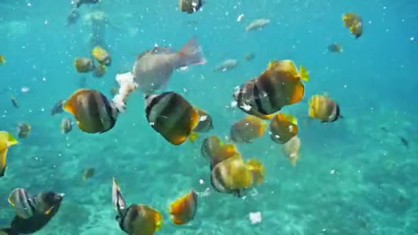 Підводні кадри красивого коралового рифу — стокове відео