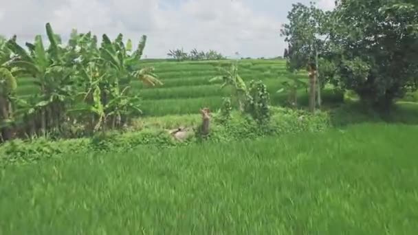 Воздушный вид рисовых полей на Бали — стоковое видео