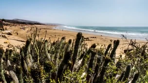 Timelapse kaktusy na plaży w Maroku — Wideo stockowe