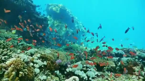 Imágenes submarinas de un hermoso arrecife de coral — Vídeo de stock