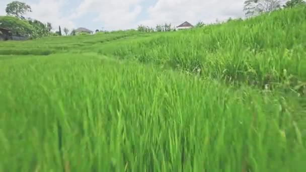 Luchtfoto van een rijstvelden op Bali — Stockvideo