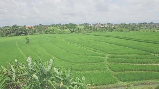 Luchtfoto van een rijstvelden op Bali — Stockvideo