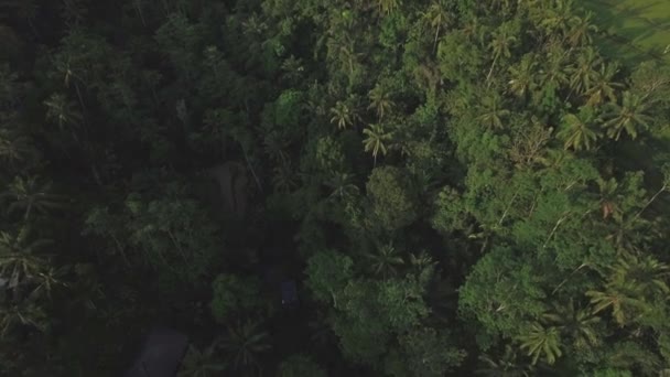 Flygfoto över en skog på Bali — Stockvideo