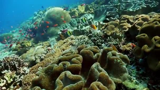 Подводные кадры красивого кораллового рифа — стоковое видео
